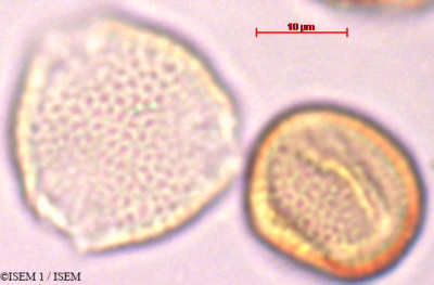 ISEM 1/Drosanthemum_hispidum_29399/Drosanthemum_hispidum_29399_0001(copy)_thumb.jpg